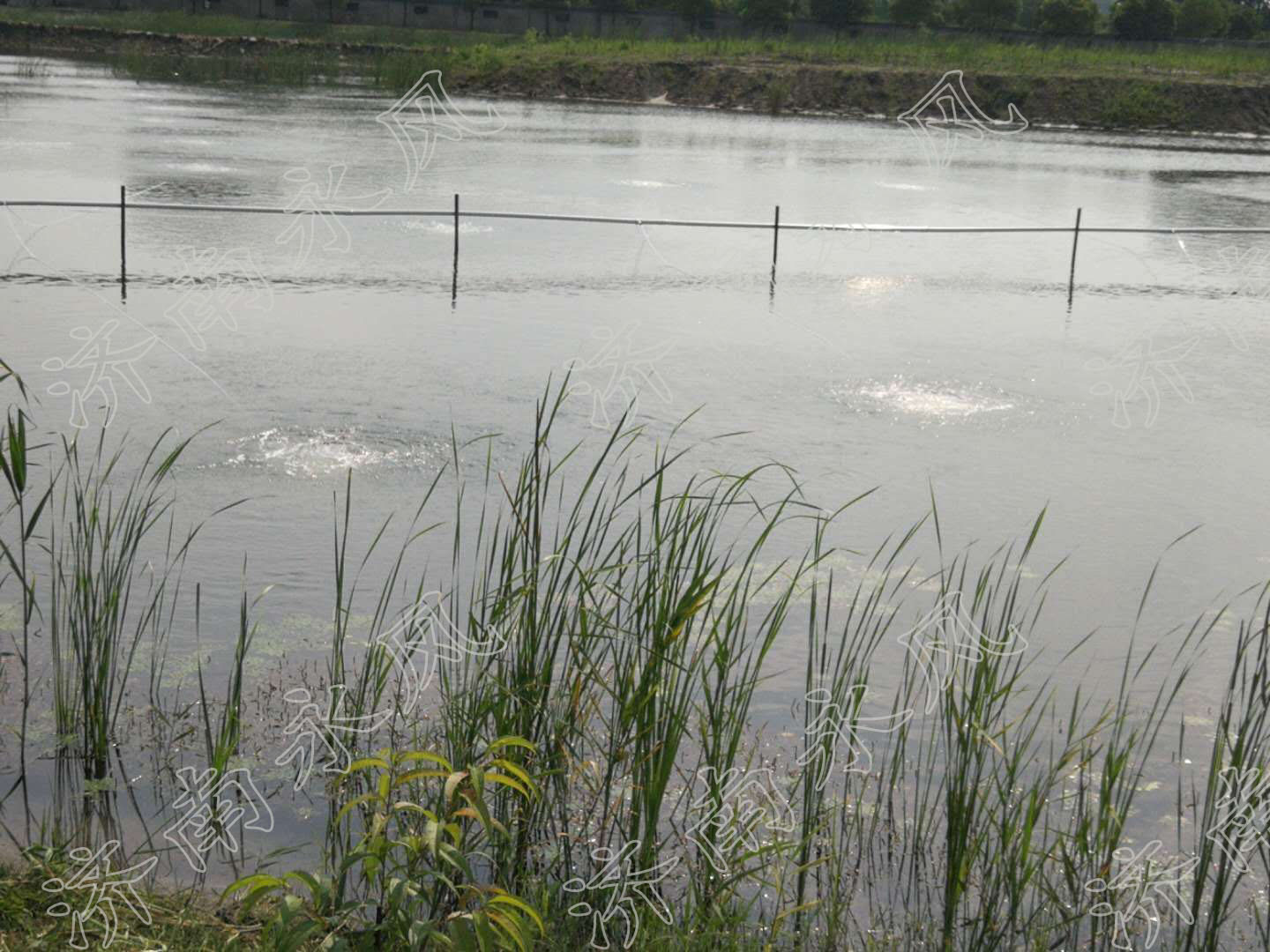 水產養殖羅茨鼓風機
